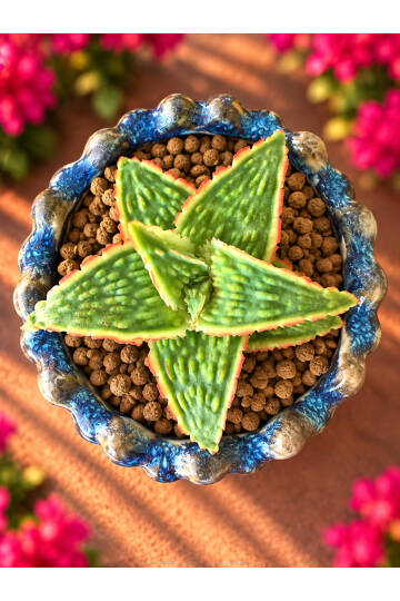 Aloe Ruggieri Special Hybrid - Yeni nesi özel Aloe serisi - M boy - 11
