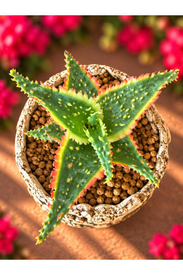 Aloe Ruggieri Special Hybrid - Yeni nesi özel Aloe serisi - M boy - 10