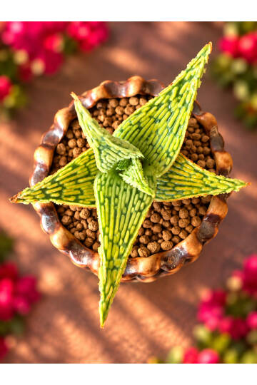 Aloe Ruggieri Special Hybrid - Yeni nesi özel Aloe serisi - M boy - 8