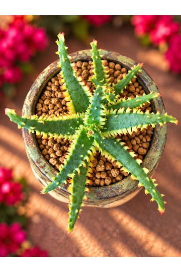 Aloe Ruggieri Special Hybrid - Yeni nesi özel Aloe serisi - M boy - 6