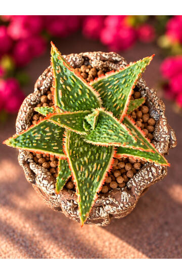 Aloe Ruggieri Special Hybrid - Yeni nesi özel Aloe serisi - M boy - 4