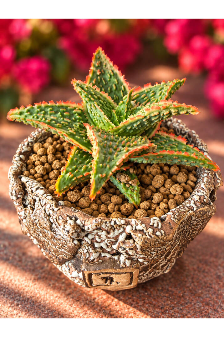 Aloe Ruggieri Special Hybrid - Yeni nesi özel Aloe serisi - M boy - 3