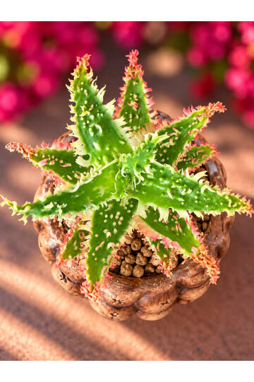 Aloe Ruggieri Special Hybrid - Yeni nesi özel Aloe serisi - M boy - 2