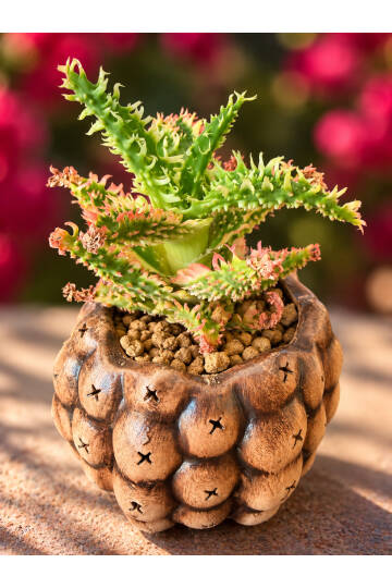 Aloe Ruggieri Special Hybrid - Yeni nesi özel Aloe serisi - M boy - 1