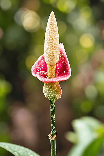 Amorphophallus Muelleri - Güneydoğu Asya'dan Dev Çiçekli ve Desenli Gözdeli Özel Caudex Tür - 2