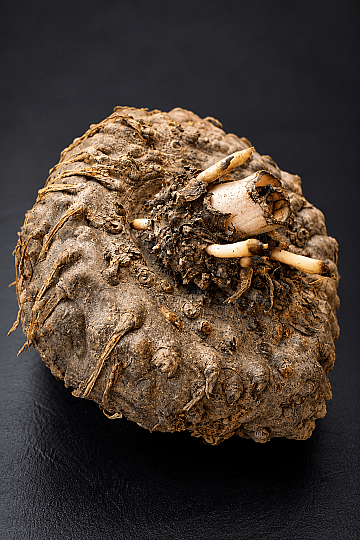 Amorphophallus Paeoniifolius - Dev yapraklı Muhteşem Çiçekli Egzotik Caudex Bitki - 4