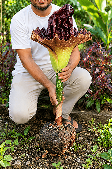 Amorphophallus Paeoniifolius - Dev yapraklı Muhteşem Çiçekli Egzotik Caudex Bitki - 3
