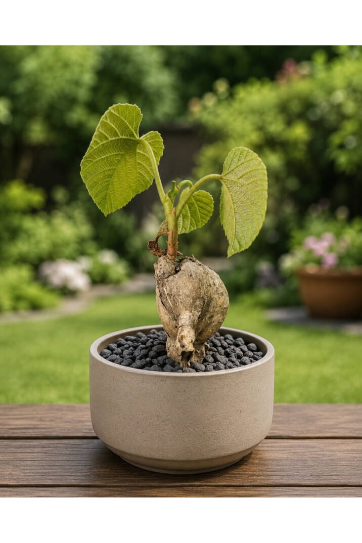 Ampelocissus martini - Kamboçya Vahşi Üzüm Sarmaşığı (L Boy) - 3