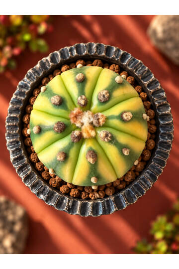 Astrophytum Asterias “Yellow Groove” - 2