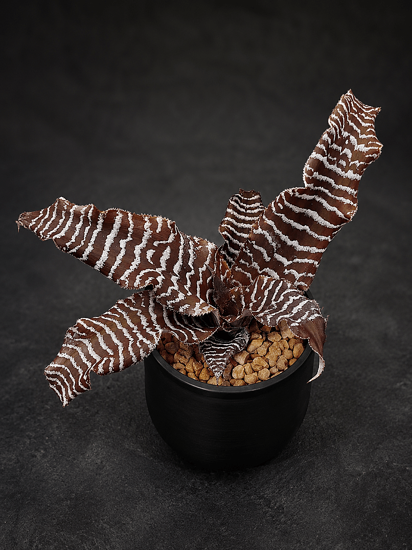 Cryptanthus zonatus - Brezilya’dan zebra desenli nadir tür