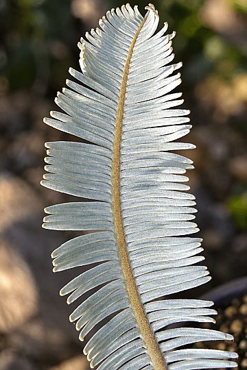 Cycas siamensis Silver - Gümüş Cycas Sagopalmiye - 2