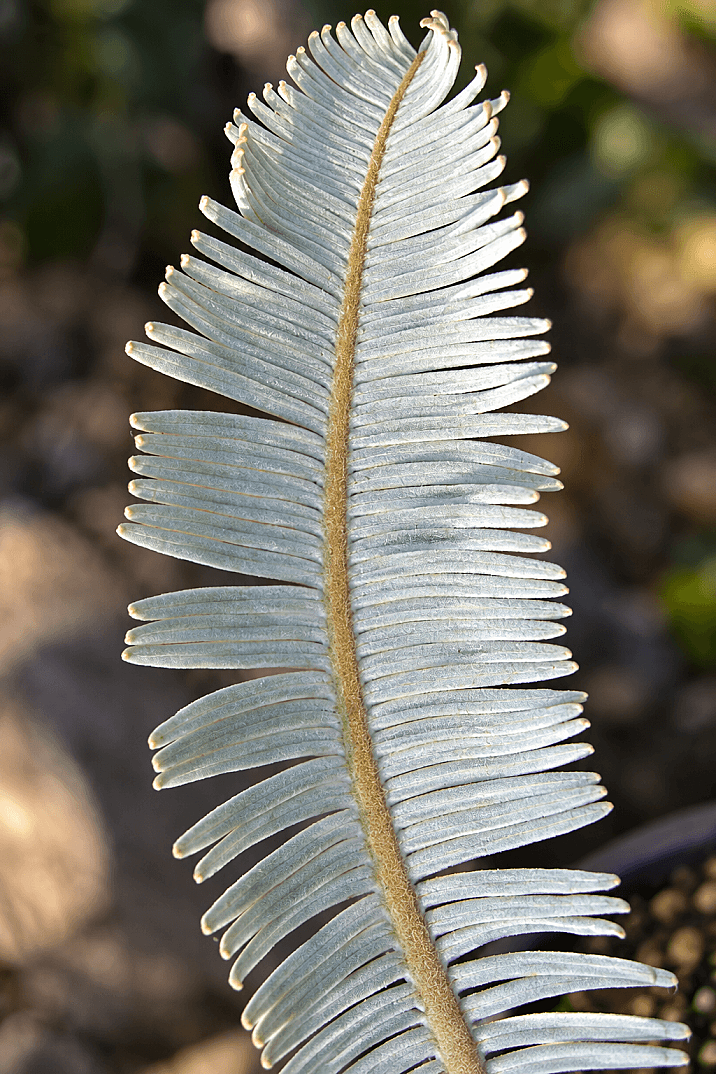 Cycas siamensis Silver - Gümüş Cycas Sagopalmiye - 2