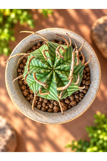 Euphorbia valida - Güney Afrika kökenli nadir sukulent - 2