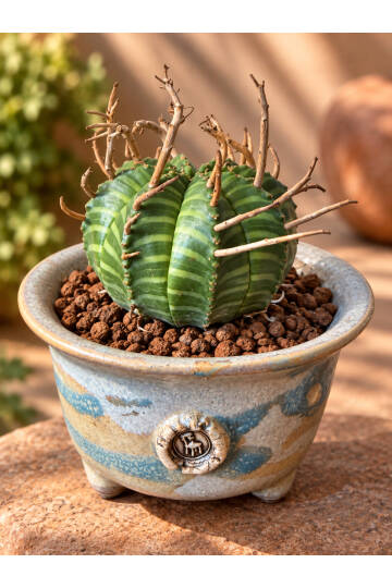 Euphorbia valida - Güney Afrika kökenli nadir sukulent - 1