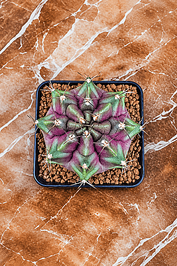 Gymno Gymnocalycium M. Variegata “PURPLE NEBULA” 