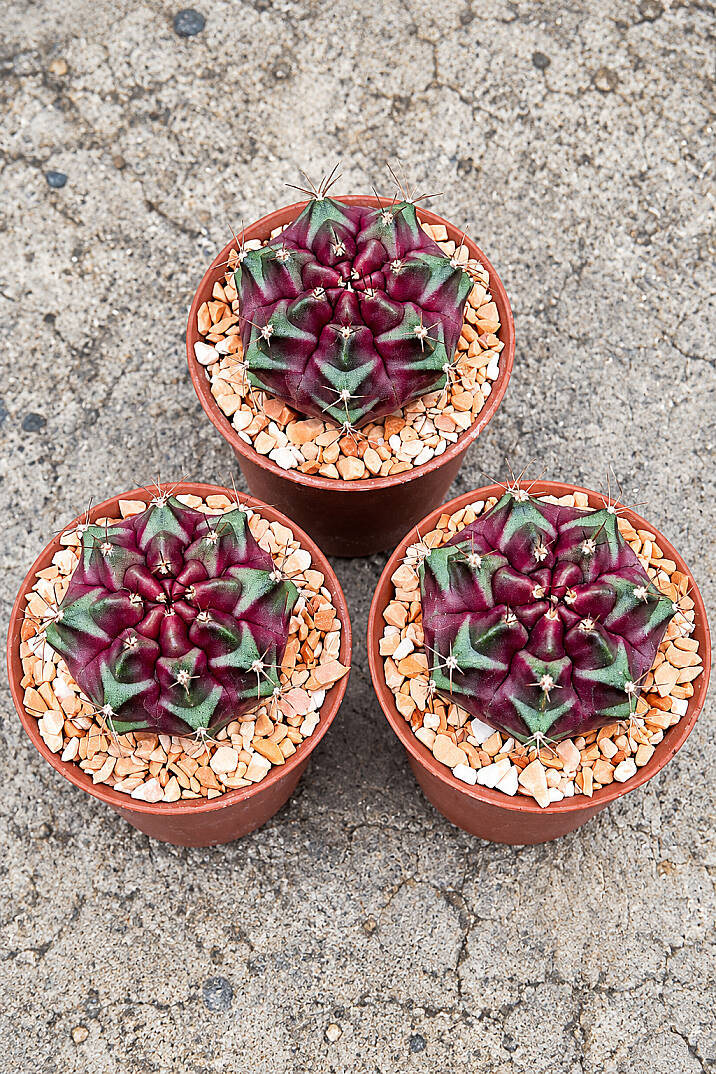 Gymno Gymnocalycium M. Variegata “PURPLE NEBULA” - 2