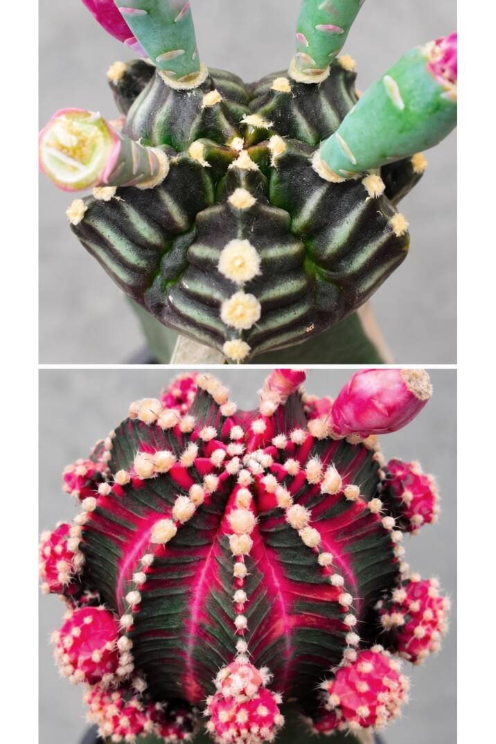 Gymnocalycium M. Variegata “5 RIBS FUKURU X KASALONG” tohumları
