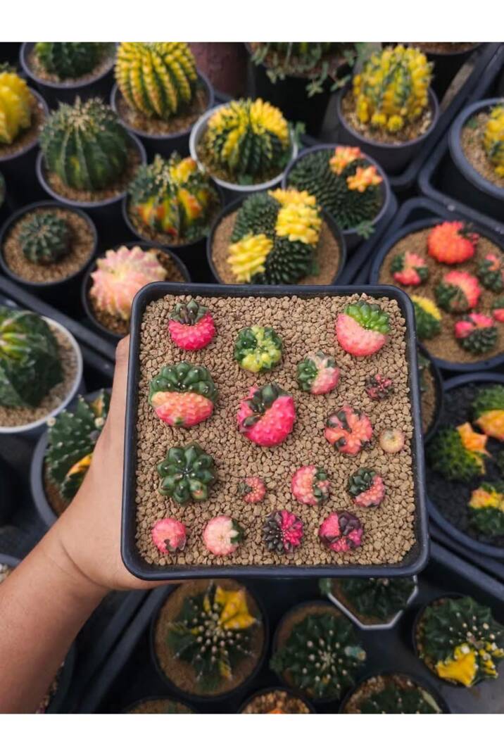 Gymnocalycium M. Variegata “ INERMIS CRISTATA” tohumları