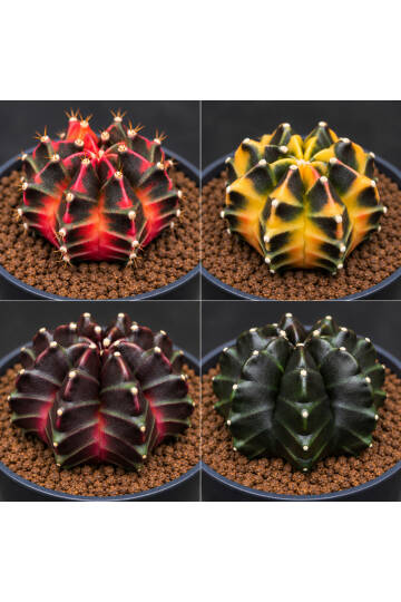 Gymnocalycium M. Variegata “MANGOSTEEN VARIEGATA” tohumları - 2