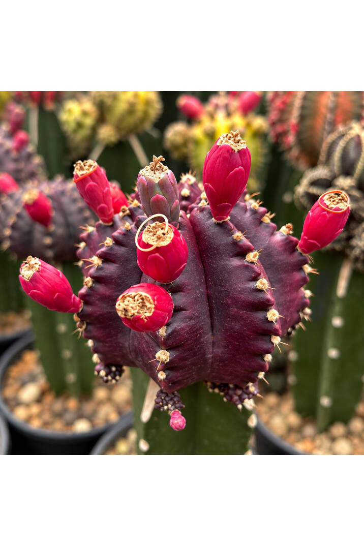 Gymnocalycium M. Variegata “MANGOSTEEN VARIEGATA” tohumları