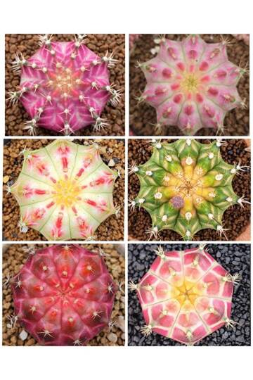 Gymnocalycium M. Variegata “MANGOSTEEN” Özel Tür Kaktüs Tohumu - 4