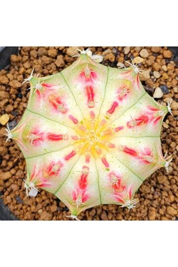 Gymnocalycium M. Variegata “MANGOSTEEN” Özel Tür Kaktüs Tohumu - 3