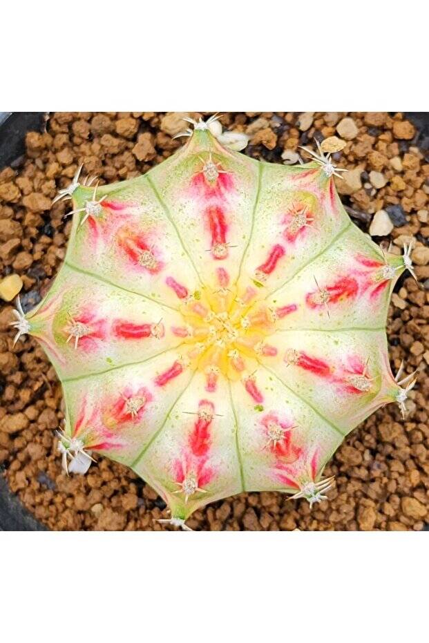 Gymnocalycium M. Variegata “MANGOSTEEN” Özel Tür Kaktüs Tohumu - 3