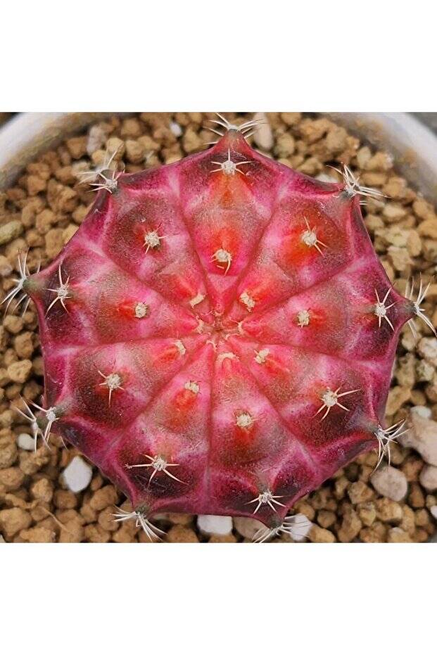 Gymnocalycium M. Variegata “MANGOSTEEN” Özel Tür Kaktüs Tohumu - 2
