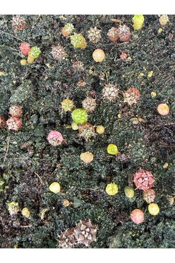 Gymnocalycium M. Variegata “MANGOSTEEN” Özel Tür Kaktüs Tohumu