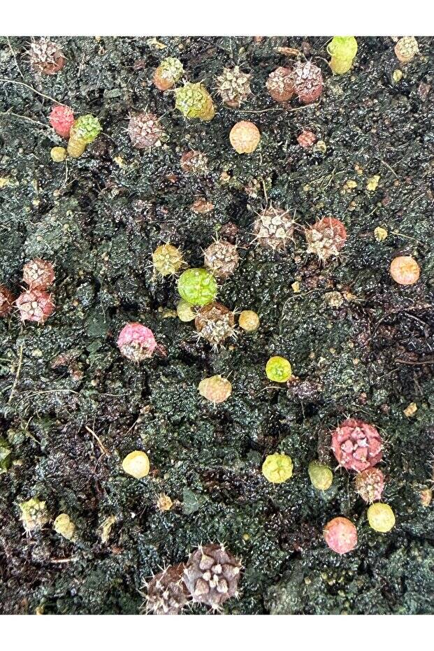 Gymnocalycium M. Variegata “MANGOSTEEN” Özel Tür Kaktüs Tohumu