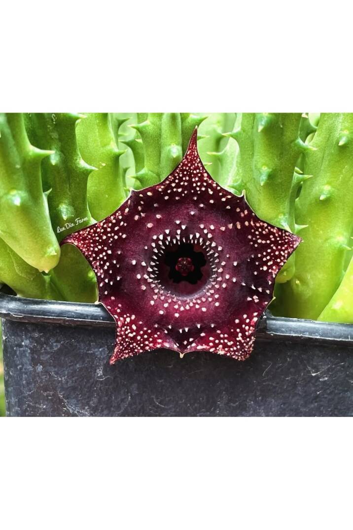 Huernia, “Circle of Love - Pranburi Hybrid” özel tür hybrid leş kaktüsü