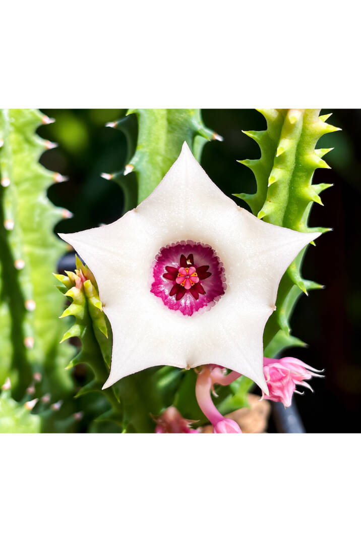 Huernia Korat “JASMINE” özel tür hybrid leş kaktüsü