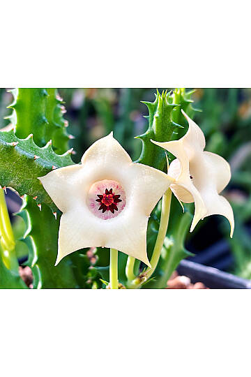 Huernia Korat “JASMINE” özel tür hybrid leş kaktüsü - 2