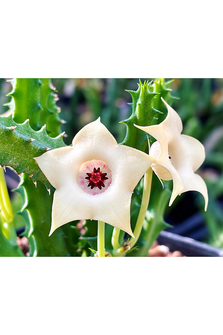 Huernia Korat “JASMINE” özel tür hybrid leş kaktüsü - 2