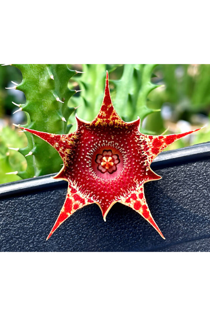Huernia Pranburi Hybrid : “TRI-COLOR” - özel tür leş kaktüs
