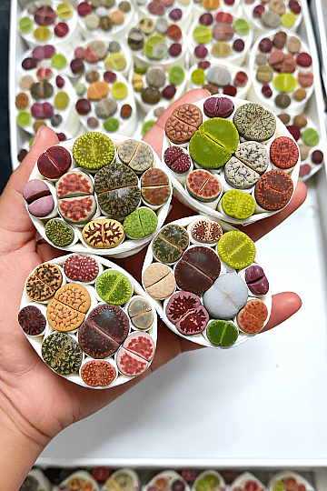 “Lithops” Yaşayan Taşlar rengarenk set - 10’lu karışık özel türler set - 2