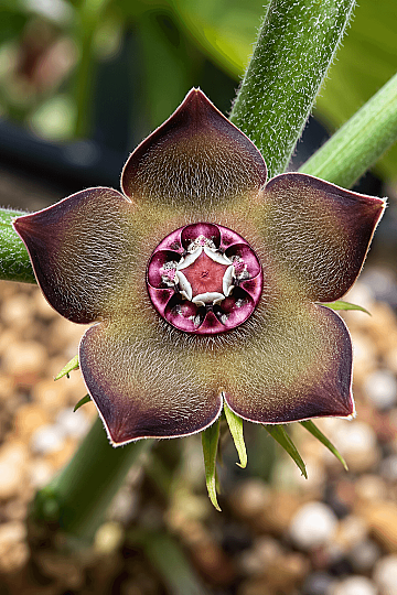 Matelea Cyclophylla – Meksika'ya Özgü Siyah Kadife Çiçekli Meşe Gövdeli Nadir Caudex Bitki - 3