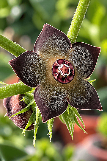 Matelea Cyclophylla – Meksika'ya Özgü Siyah Kadife Çiçekli Meşe Gövdeli Nadir Caudex Bitki - 4