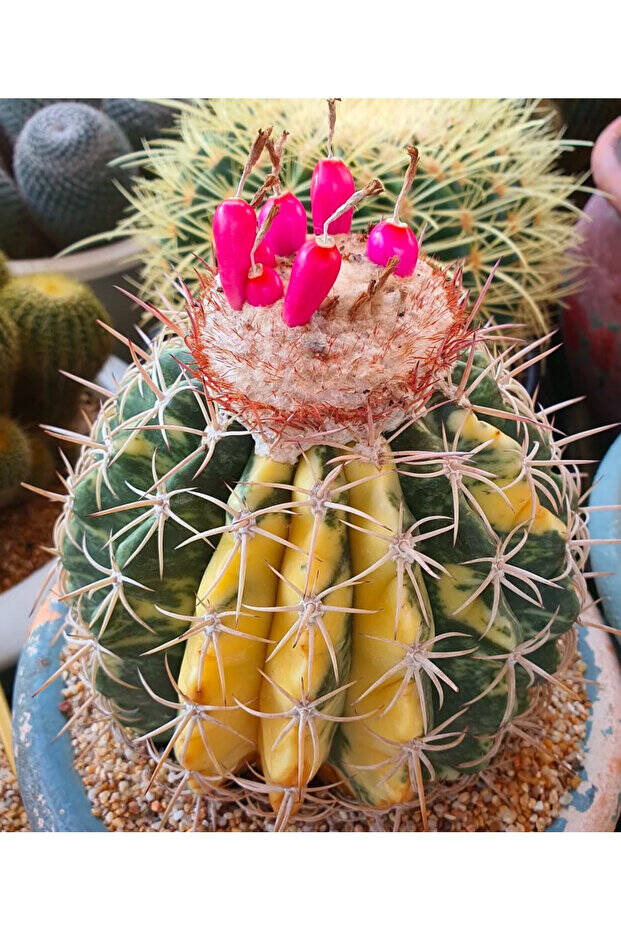 Melocactus Variegata - Varigat Tohum Mix - 3
