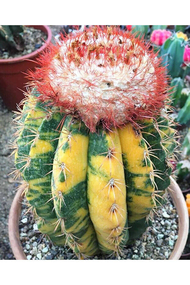 Melocactus Variegata - Varigat Tohum Mix - 2