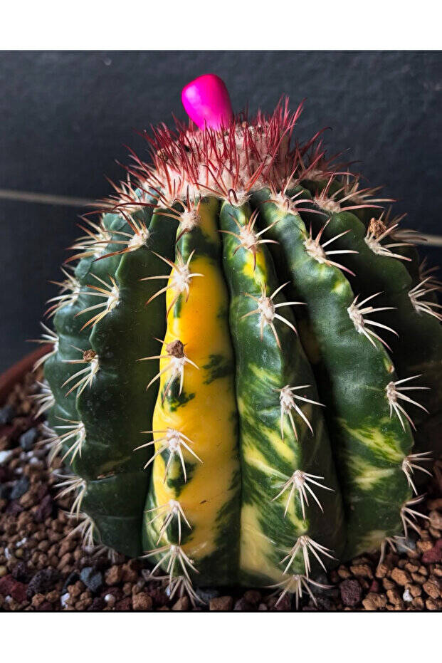 Melocactus Variegata - Varigat Tohum Mix