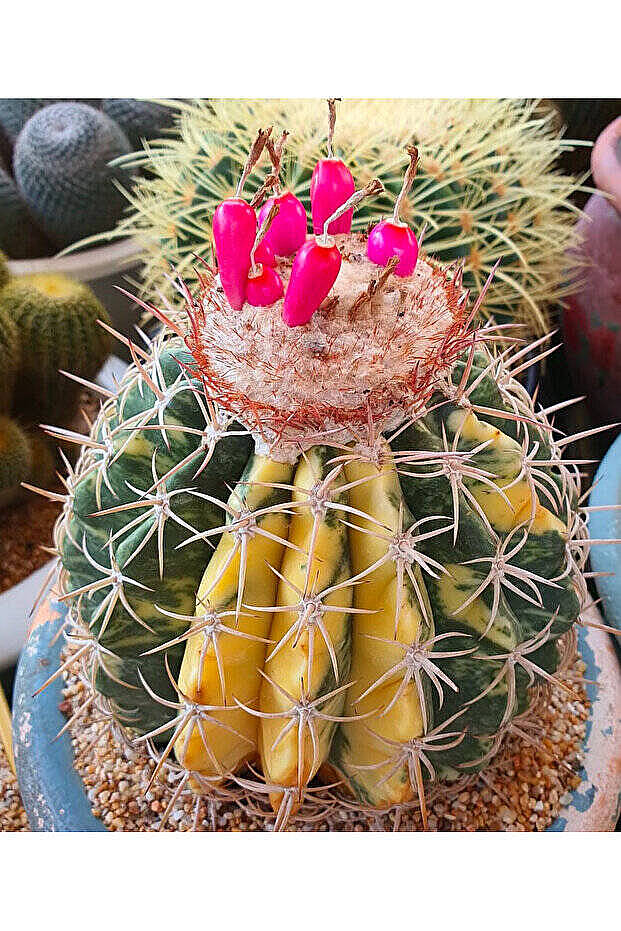 Melocactus Variegata - Varigat Tohum Mix - 6