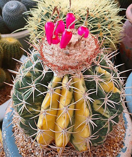 Melocactus Variegata - Yeni Hasat Tohumlar