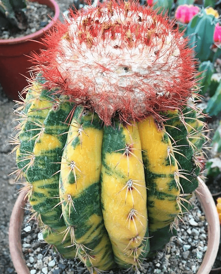 Melocactus Variegata - Yeni Hasat Tohumlar - 2