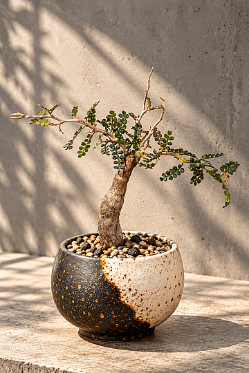 Operculicarya pachypus- Madagascar'dan Ağaç Göndeli Minyatür Bonsai Formunda Nadir Caudex Tür - 2