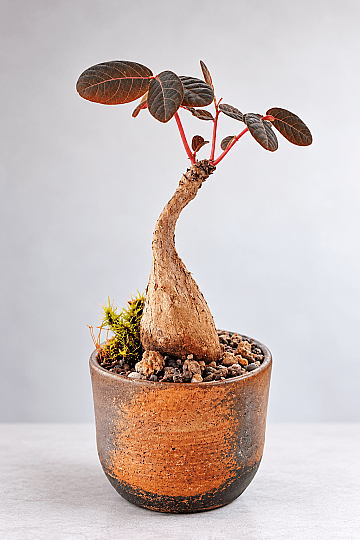 Phyllanthus Mirabilis - (Güneydoğu Asya) - Yaprakları Gece Kapanan Özel Tür Caudex S