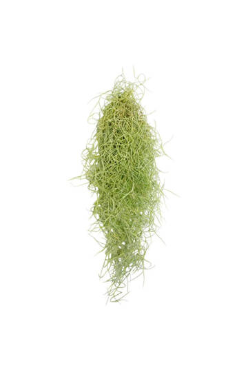 Spanish Moss Green - Tillandsia Usneoides - Yeşil Renkliİspanyol Yosunu Hava Bitkisi 60cm - 4