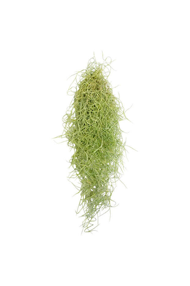 Spanish Moss Green - Tillandsia Usneoides - Yeşil Renkliİspanyol Yosunu Hava Bitkisi 60cm - 4