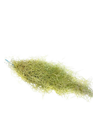 Spanish Moss Green - Tillandsia Usneoides - Yeşil Renkliİspanyol Yosunu Hava Bitkisi 60cm - 3
