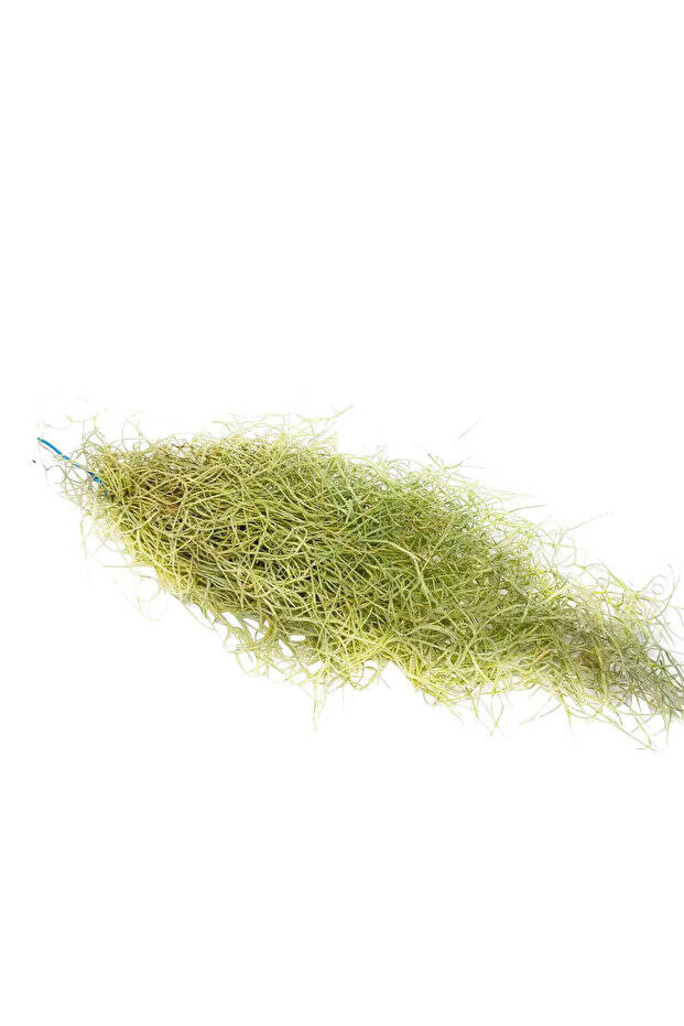 Spanish Moss Green - Tillandsia Usneoides - Yeşil Renkliİspanyol Yosunu Hava Bitkisi 60cm - 3